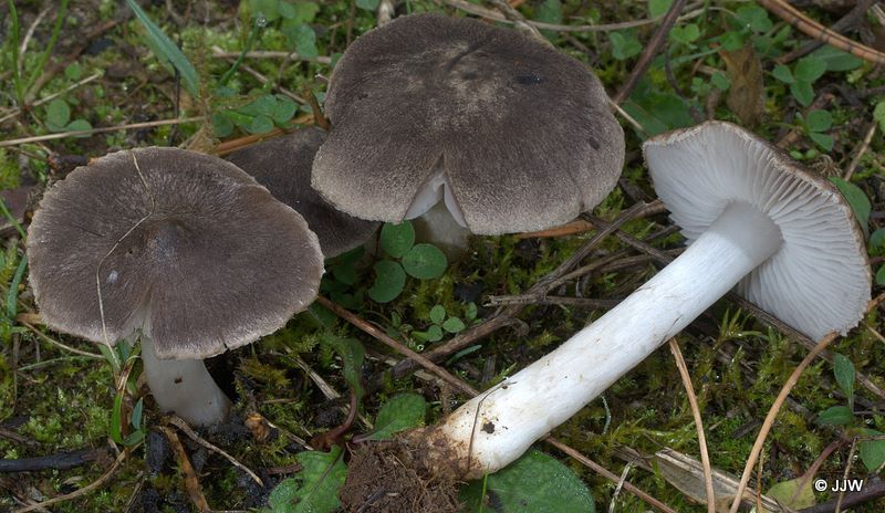 Tricholoma terreum